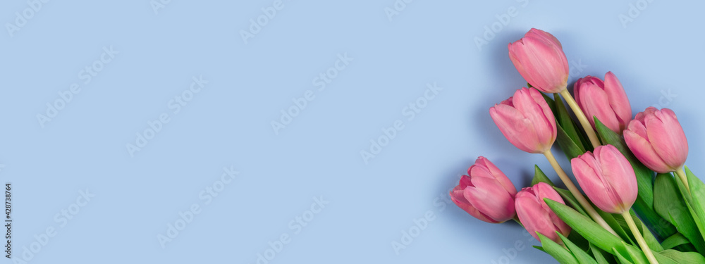 Pink tulips flowers on blue background. Card for Mothers day, 8 March, Happy Easter, Valentines Day, Birthday. Waiting for spring. Greeting card. Flat lay, top view, Long wide banner. Copy space
