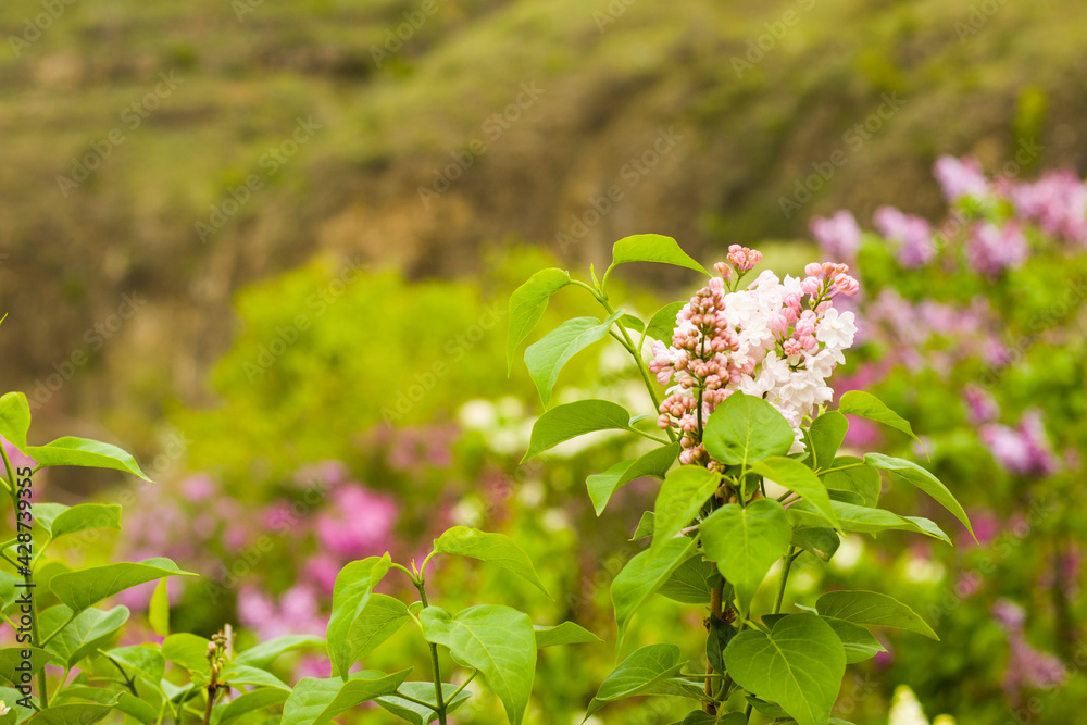 Lilac garden, colorful lilac blooming, spring flower Lilac garden, colorful lilac blooming, spring flower