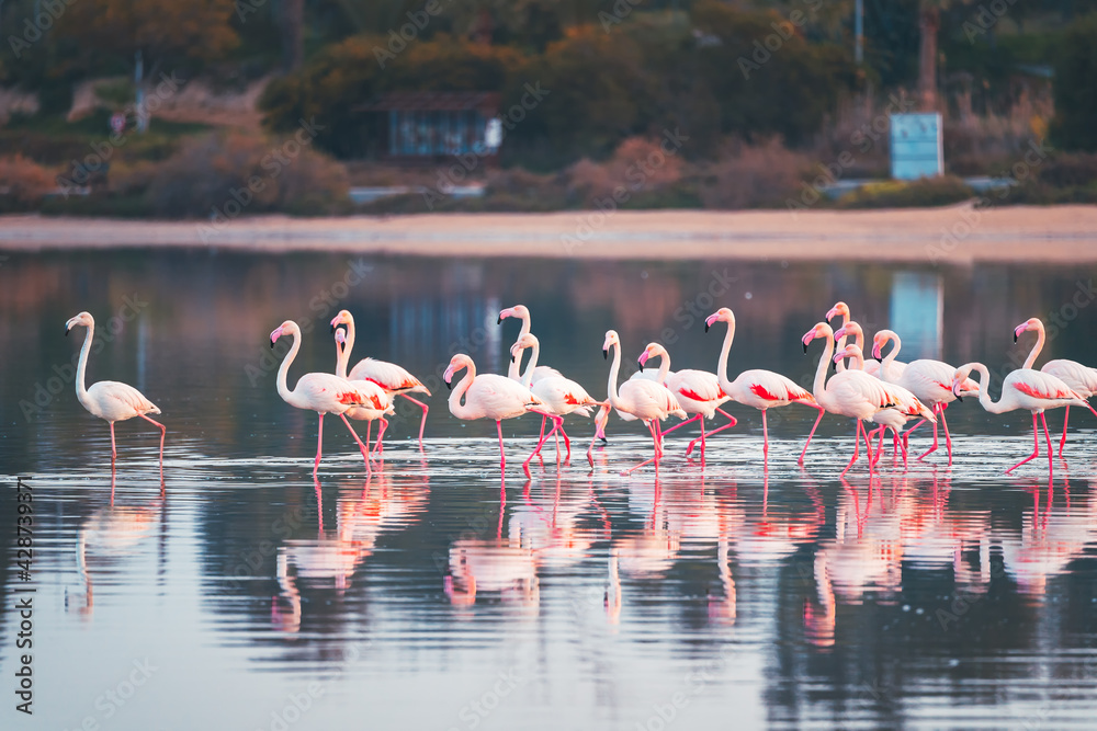 Pink Flamingo in Cyprus, Larnaca Salt Lake