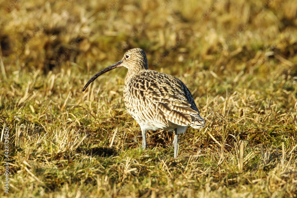 curlew in sun