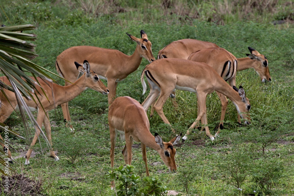 Impala (Aepyceros melampus). Nyerere National Park. Tanzania. Africa.