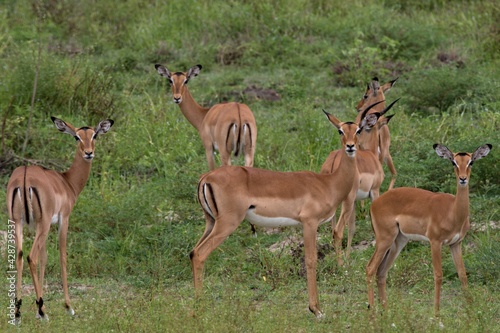 Impala (Aepyceros melampus). Nyerere National Park. Tanzania. Africa.