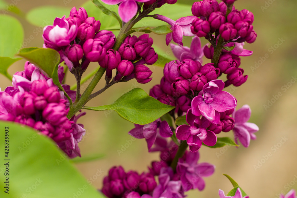 Lilac garden, colorful lilac blooming, spring flower Lilac garden, colorful lilac blooming, spring flower