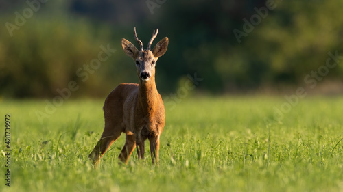 Alert roe deer standing on grassland in sunny summer