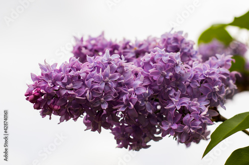 Lilac garden  colorful lilac blooming  spring flower