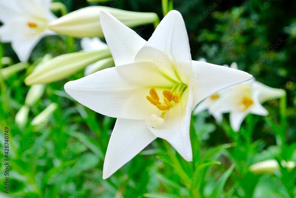 Fototapeta premium Isolated of Lilium longiflorum, often called the Easter lily, is a plant endemic to Taiwan. White lilies often chosen for both weddings and funerals. Concept: purity, commitment, rebirth and sympathy.