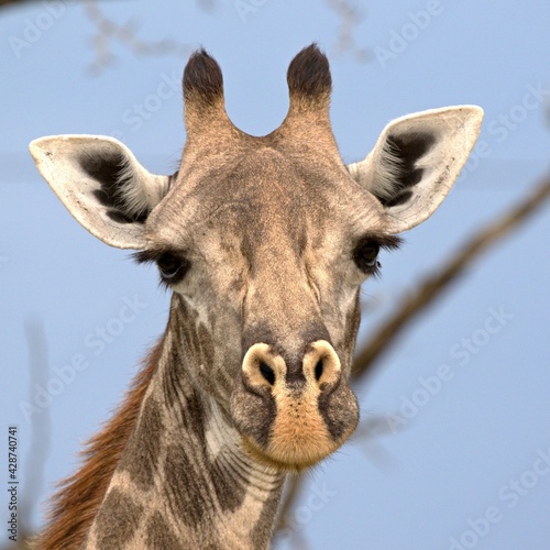 Fototapeta Naklejka Na Ścianę i Meble -  Masai Giraffe (Giraffa camelopardalis). Nyerere National Park. Tanzania. Africa.