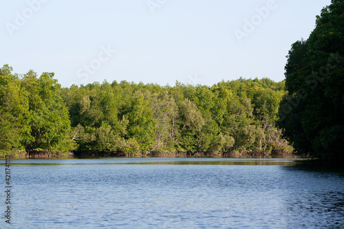 Lush mangrove swamp on the island of Borneo, in Balikpapan, Indonesia.