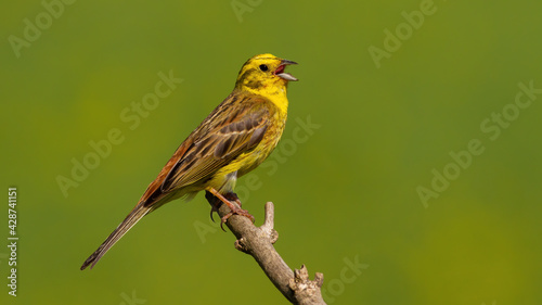 Yellowhammer singing on branch in sunny summer nature