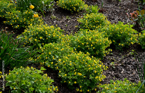 bench by the retaining wall in the park of black bushes early spring perennials, on a high flowerbed slope path of granite cubes photo