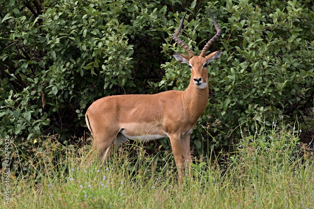 Impala (Aepyceros melampus). Nyerere National Park. Tanzania. Africa. Impala (Aepyceros melampus). Nyerere National Park. Tanzania. Africa.