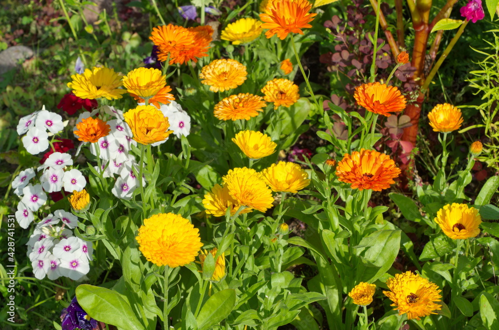 Bright calendula flowers (Lat. Calendula officinalis) on a flower bed in the garden