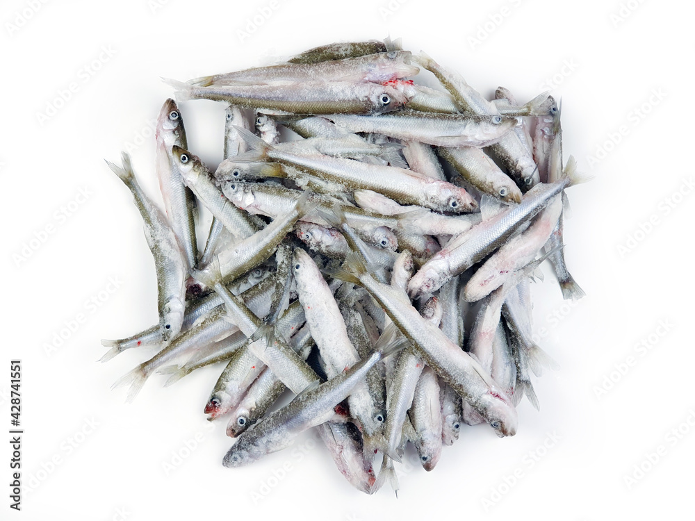 Fresh European smelt fishes. Deep frozen raw smelt fishes a lot with ice pieces isolated on white background. Top view, copy space. Osmerus eperlanus. Fresh European smelt fishes. Deep frozen raw smelt fishes a lot with ice pieces isolated on white background. Top view, copy space. Osmerus eperlanus.