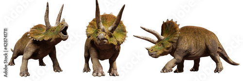 Photo Triceratops horridus, set of dinosaurs isolated on white background