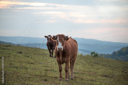 Zwei Kühe auf der Weide in Asbach bei Schmalkalden in Thüringen
