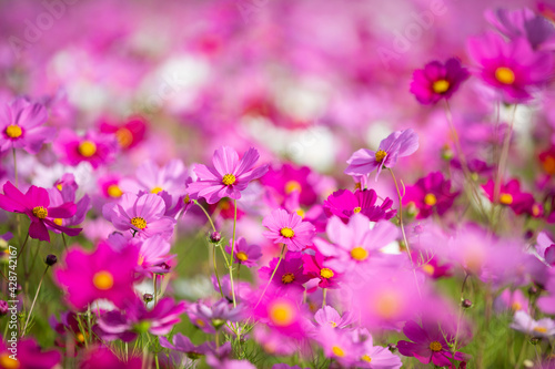 Cosmos flowers blooming in Autumn with spectacular colours