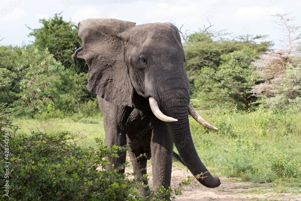 Fototapeta premium African Elephant (Loxodonta africana). Nyerere National Park. Tanzania. Africa.