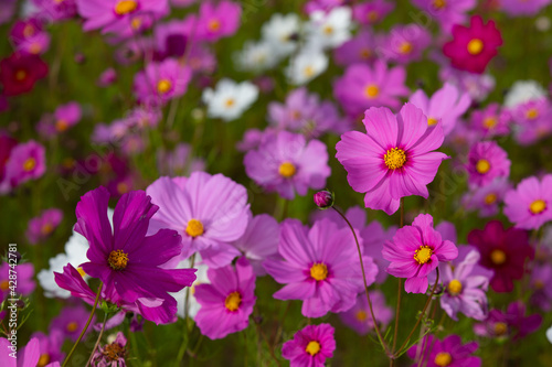 Wild Cosmos flowers blooming in Autumn with spectacular colours 