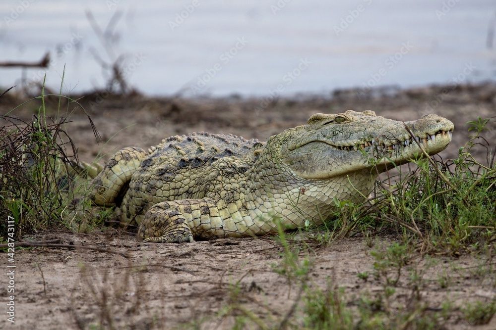 Naklejka premium Nile Crocodile (Crocodylus niloticus). Nyerere National Park. Tanzania. Africa.