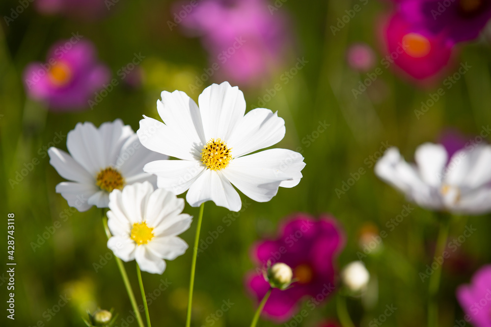 Cosmos flowers blooming in Autumn with spectacular colours Cosmos flowers blooming in Autumn with spectacular colours