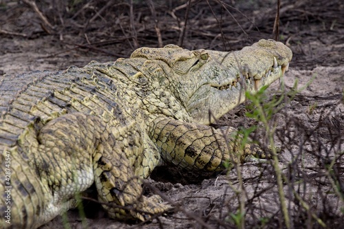 Nile Crocodile (Crocodylus niloticus). Nyerere National Park. Tanzania. Africa.