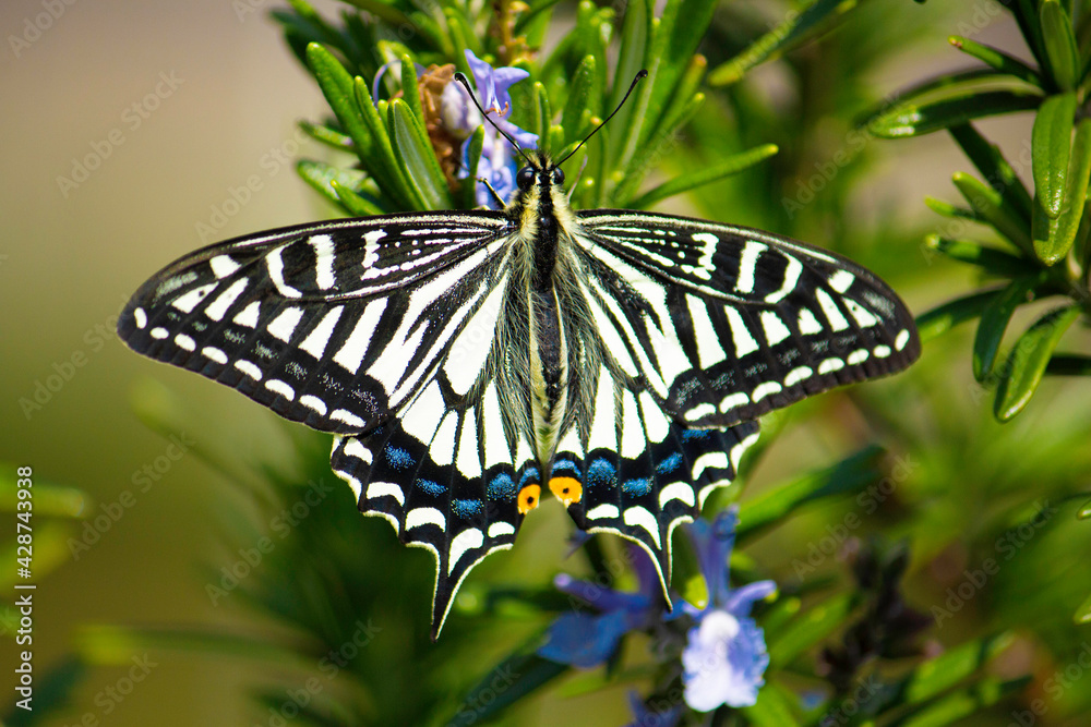 Fototapeta premium ナミアゲハ（並揚羽、学名：Papilio xuthus）（キアゲハと似ているが模様や色からナミアゲハである。）東京、日本、ローズマリーの花の蜜を吸っている。