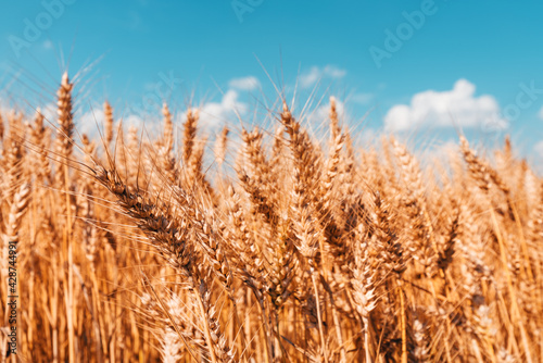 Ripe harvest ready wheat crop field in summer