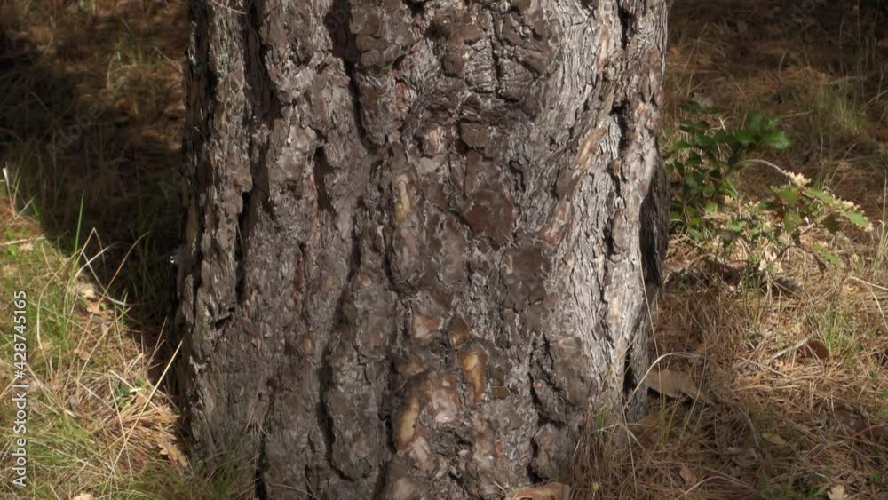 typical plant of Sicily nature tilt trunk and bark of pine tree (Pinus Nigra Laricio) in Etna Park typical plant of Sicily nature tilt trunk and bark of pine tree (Pinus Nigra Laricio) in Etna Park