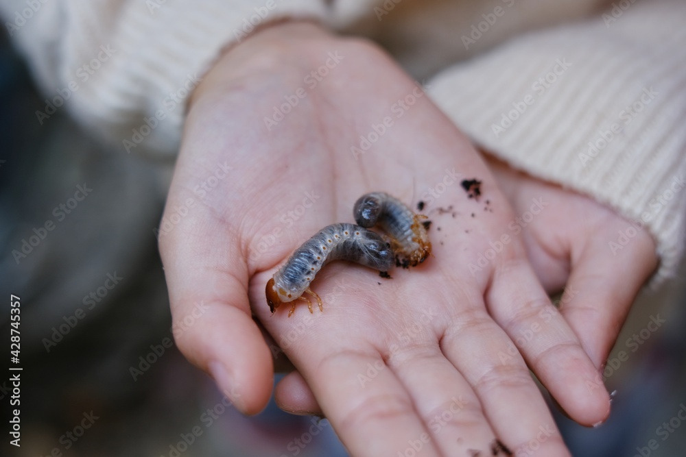 A girl is showing off rhinoceros beetle larvae in her hands after digging them up from the ground in a garden, preparing to raise them into adult beetles. A girl is showing off rhinoceros beetle larvae in her hands after digging them up from the ground in a garden, preparing to raise them into adult beetles.