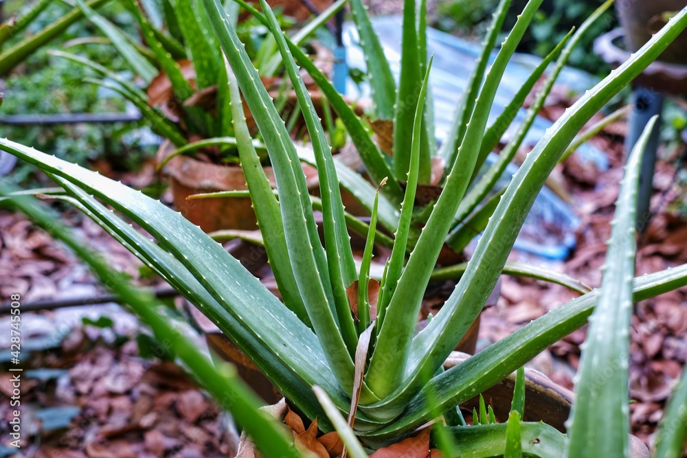 Rows of Aloe Vera plant in ceramic pots in a garden, ready to be harvested. Rows of Aloe Vera plant in ceramic pots in a garden, ready to be harvested.