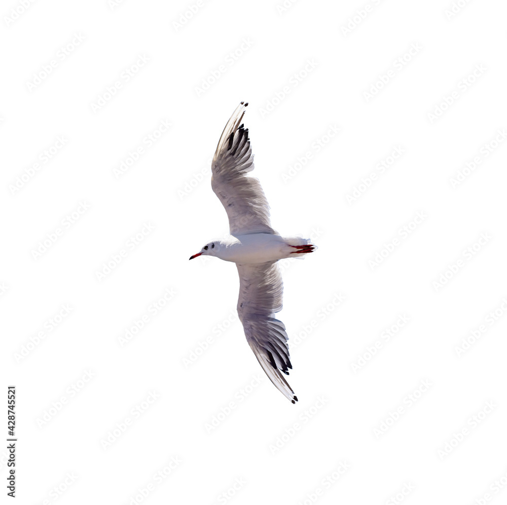 Obraz premium One big flying seagull isolated on white background