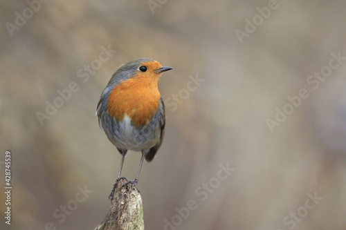 Portrait of a Photo of a European robin (Erithacus rubecula) sits on the branch. Detailed and bright portrait. Erithacus rubecula. Wildlife scene from nature