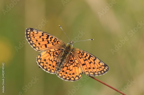 Butterfly small pearl-bordered fritillary. Boloria selene. Portrait of a orange butterfly sitting on the grass blade. 