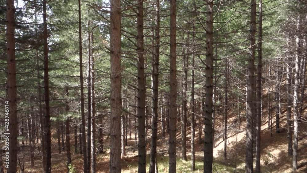 typical plant of Sicily nature dense pine forest in Etna Park (panning)
typical plant of Sicily nature dense pine forest in Etna Park (panning)