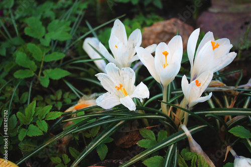 White beautiful flowers crocueses in the green grass in the garden. Floral background