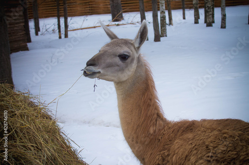 cute llama at the zoo