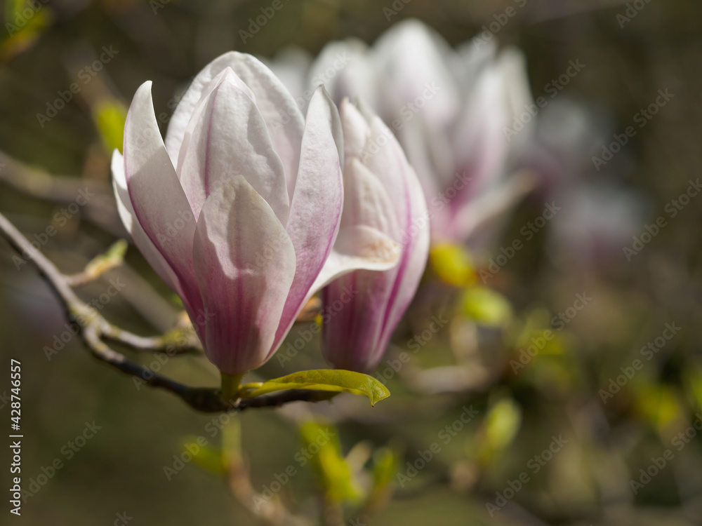 Blooming magnolia in the garden Blooming magnolia in the garden