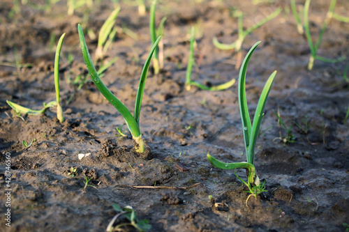 green onion plantation in the farm. Fresh organic vegetables harvesting. Agriculture field in Belarus. Rural lifestyle.