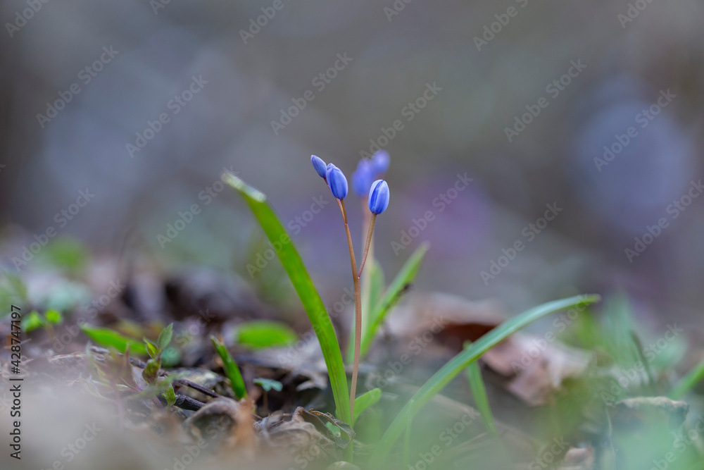 Scilla bifolia, the alpine squill or two-leaf squill, is a herbaceous perennial plant of the family Asparagaceae. Art photo of the early flowering plant Scilla bifolia, the alpine squill Scilla bifolia, the alpine squill or two-leaf squill, is a herbaceous perennial plant of the family Asparagaceae. Art photo of the early flowering plant Scilla bifolia, the alpine squill