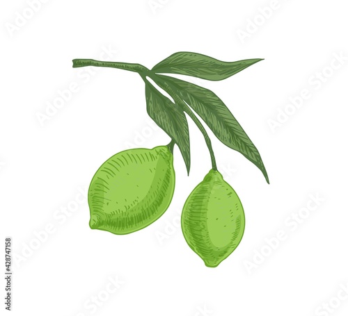 Leaves and green citrus fruits growing on lime tree branch. Tropical fragrant food on sprig. Realistic hand-drawn colored vector illustration of exotic plant isolated on white background