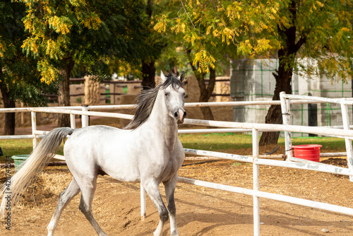 Arabian Horse in Stable 