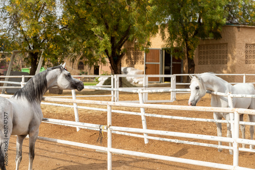 Arabian Horse in Stable 