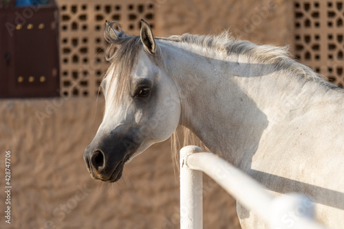 Arabian Horse in Stable 