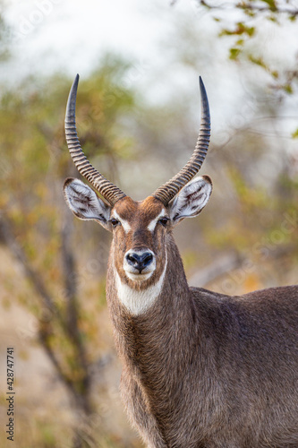 Male waterbuck in the vegetation of the veld in South Africa