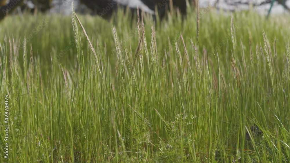 Silver grass swaying in the wind at dusk Silver grass swaying in the wind at dusk