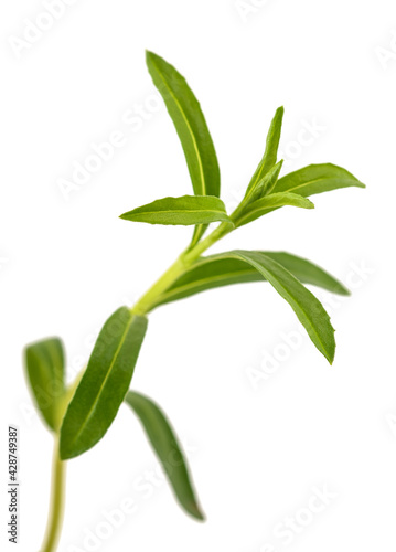 Summer Savory sprig