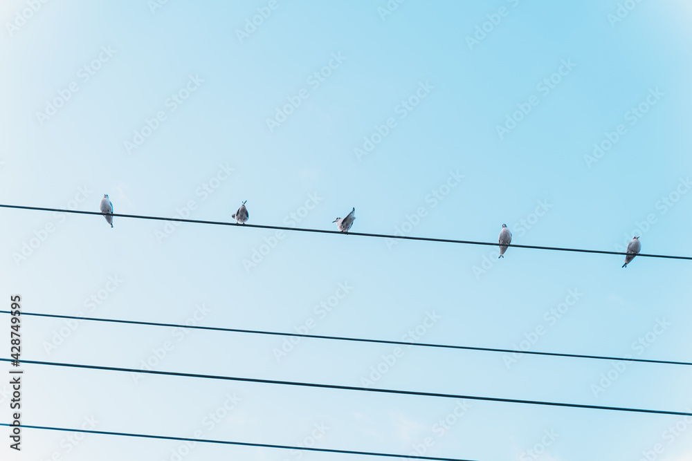 A group of pigeons sitting on a powerline. A group of pigeons sitting on a powerline.