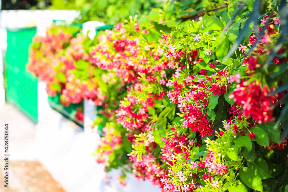 Fototapeta premium Tropical flower of combretum indicum or colorful rangoon creeper decorative hanging on green white fence in front of asian house background