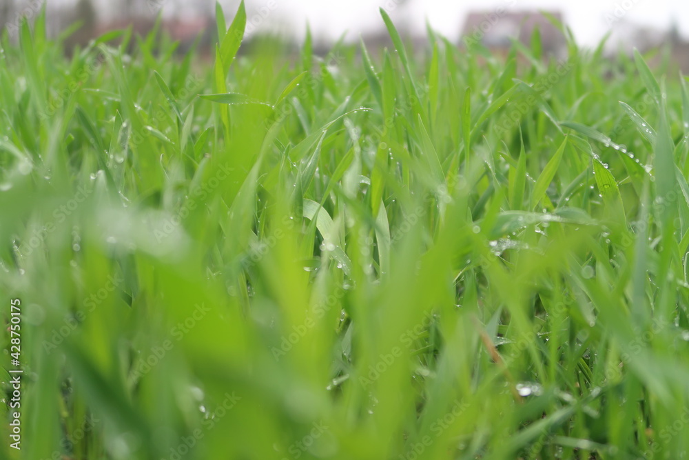 The congregation is sprouting in the field The congregation is sprouting in the field