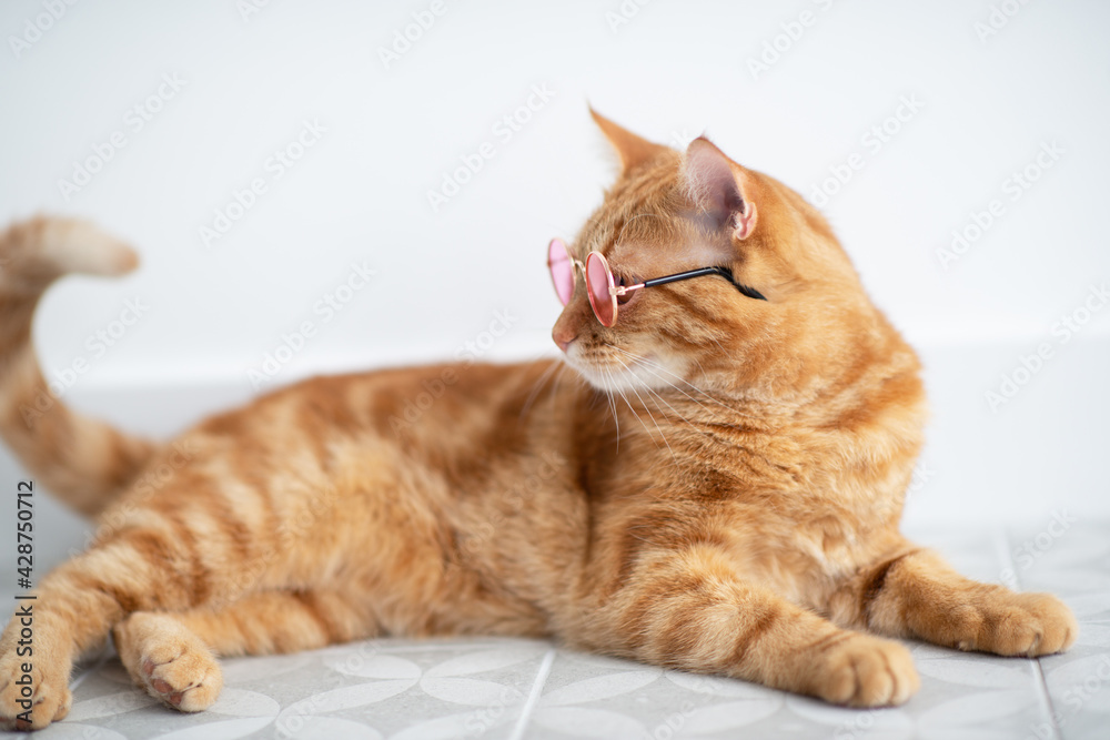Fashion red tabby cat wearing round pink sunglasses posing indoor. Gorgeous fluffy adorable young pet.